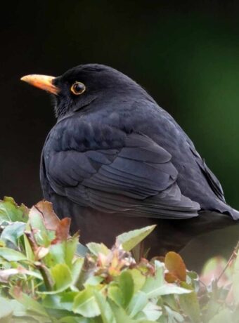 Common Blackbird Close Up