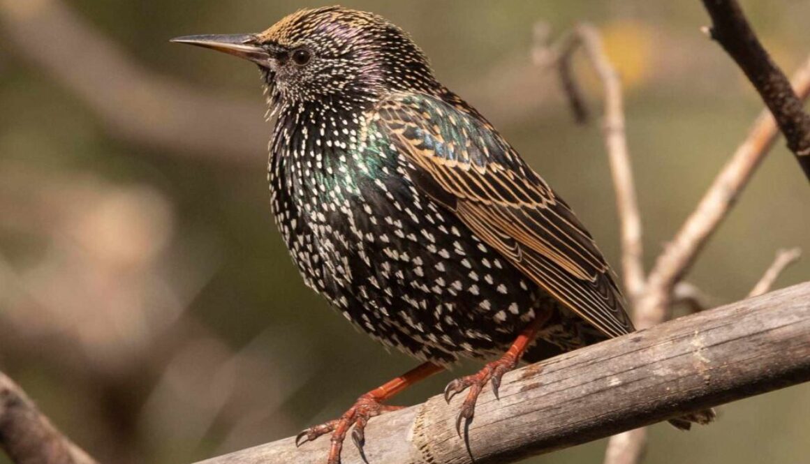 Common Starling