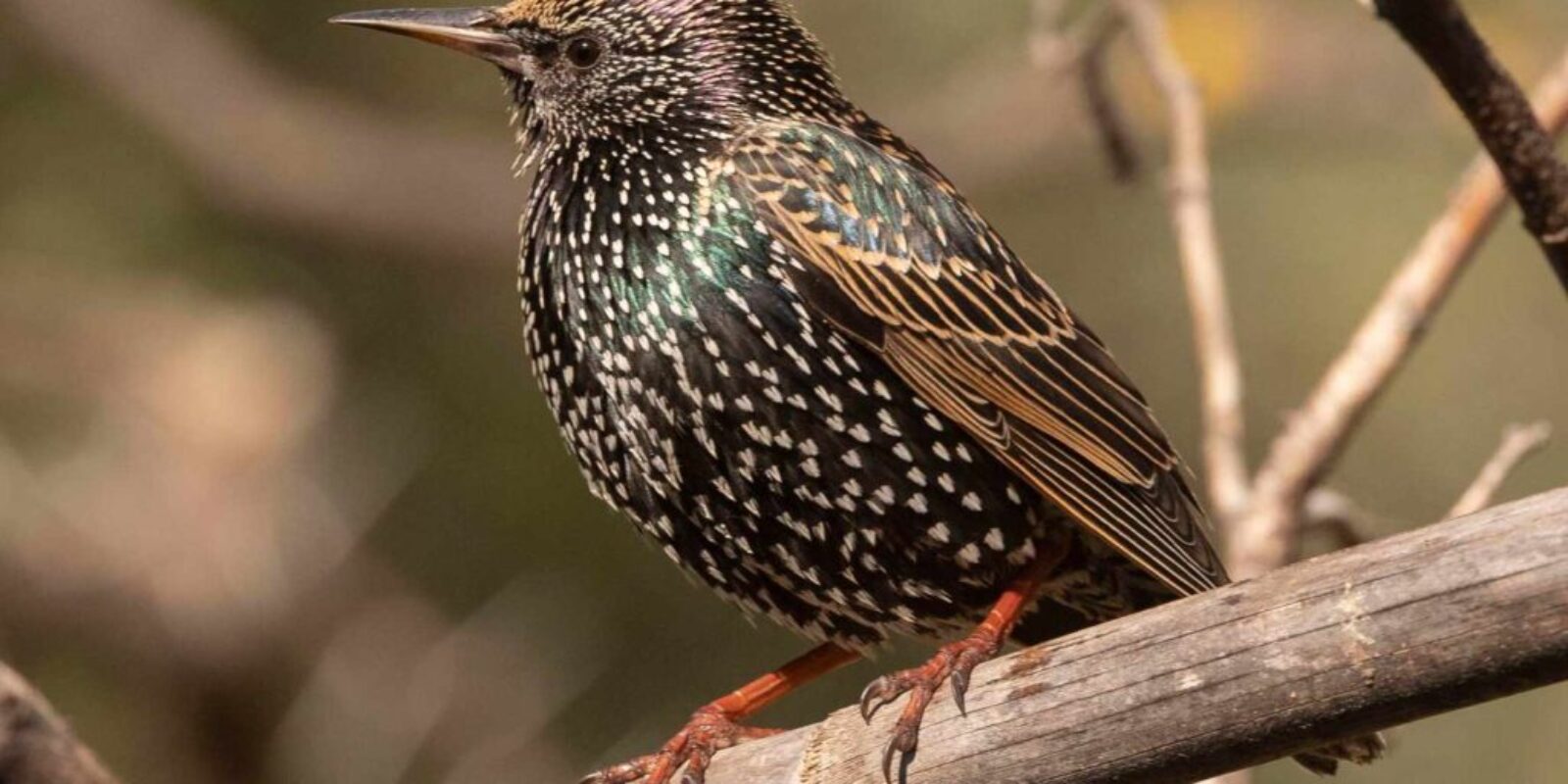 Common Starling