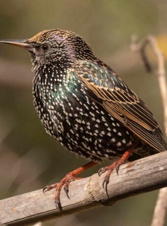 Common Starling