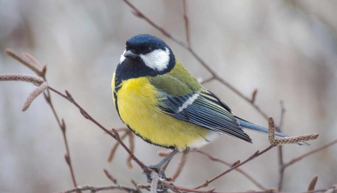 Great Tit