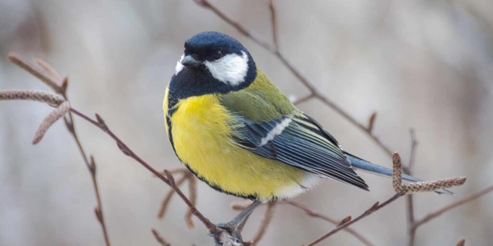 Great Tit