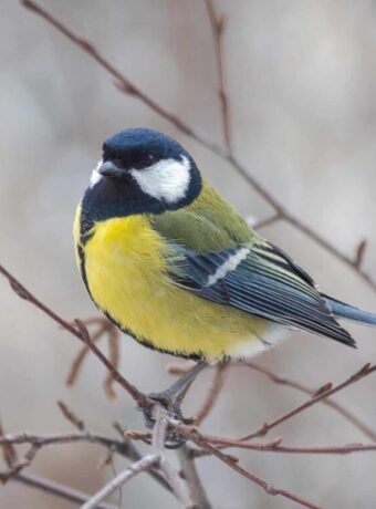 Great Tit