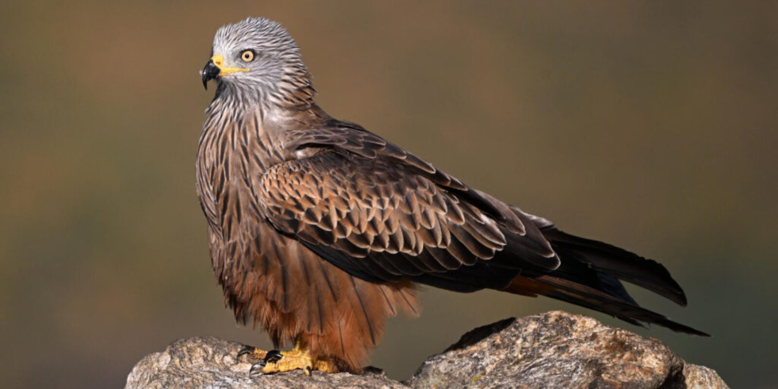 1941 majestic red kite