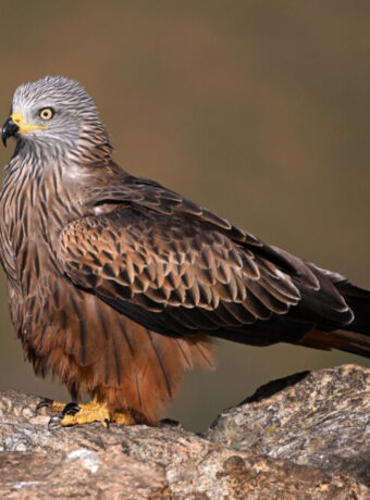 1941 majestic red kite
