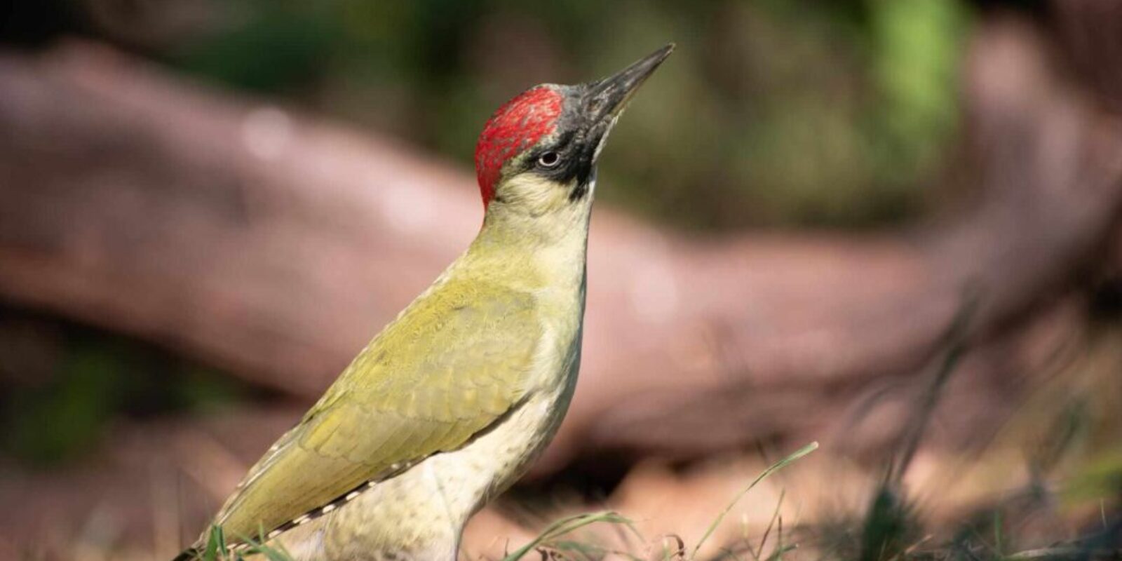 european green woodpecker