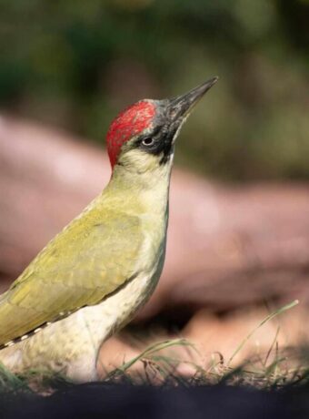 european green woodpecker