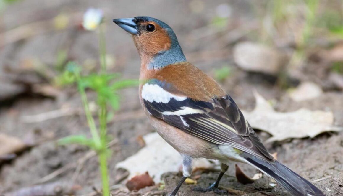Common Chaffinch