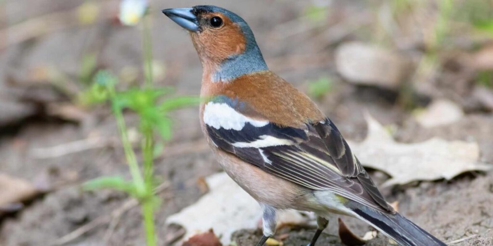 Common Chaffinch