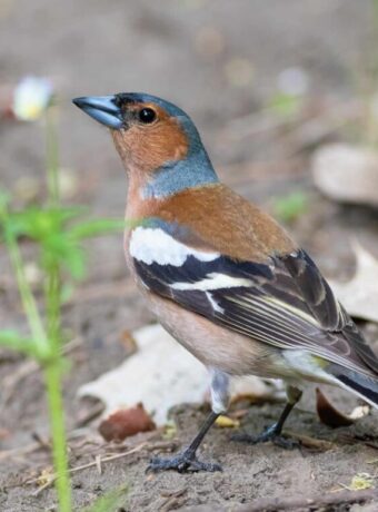 Common Chaffinch