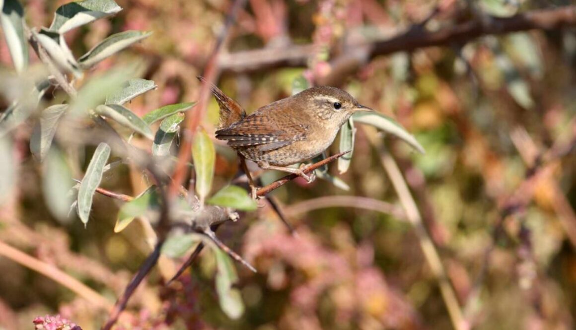 90 Eurasian Wren