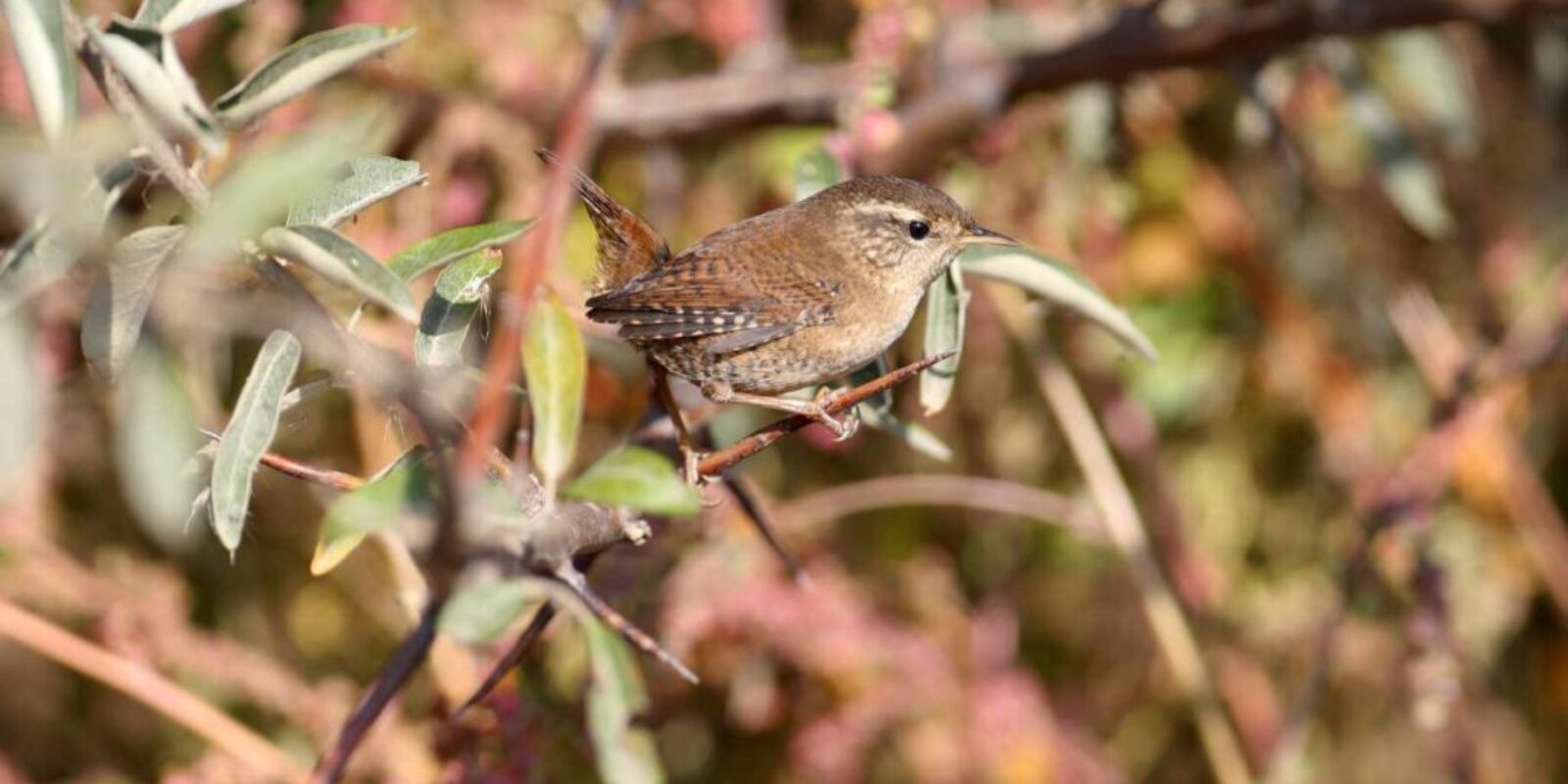 90 Eurasian Wren