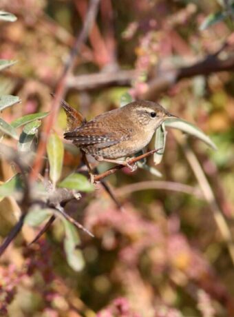 90 Eurasian Wren