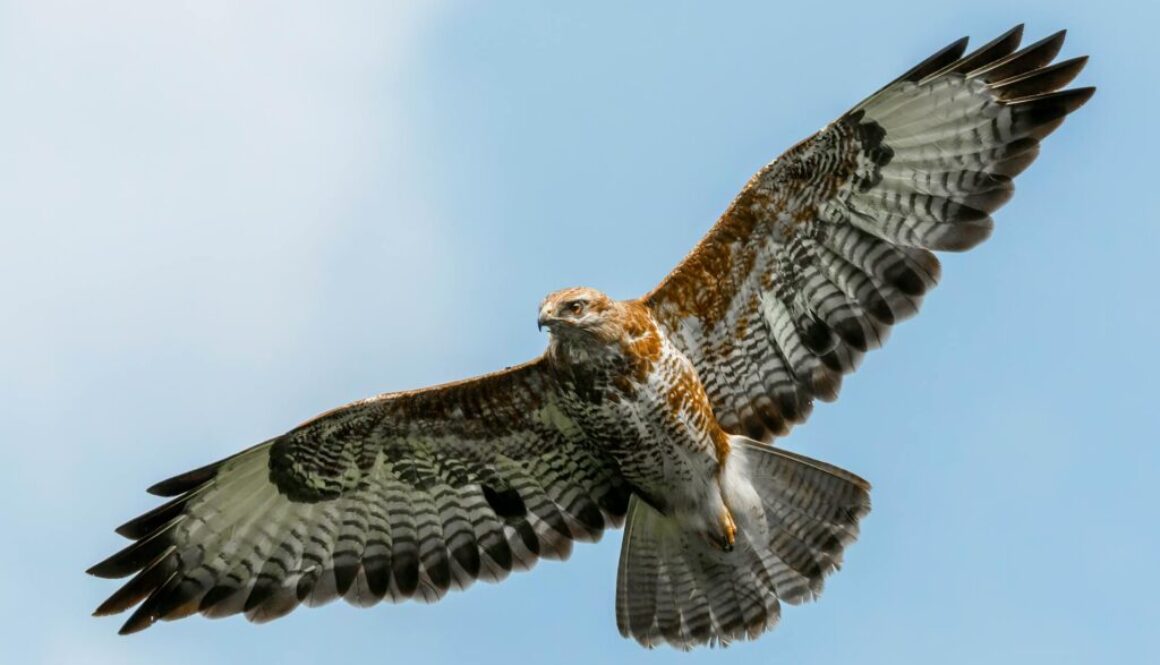 buzzard-rzierik