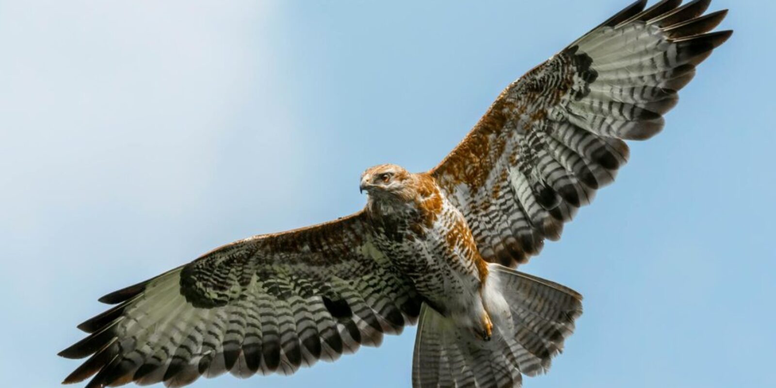buzzard-rzierik