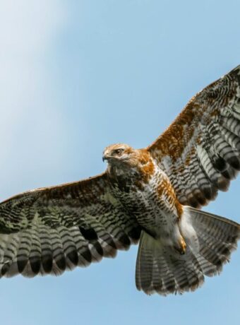 buzzard-rzierik
