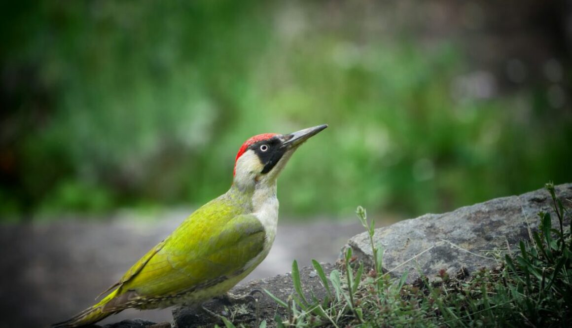 vidar-nordli-mathisen-LlM0wsVbnYw-green woodpecker