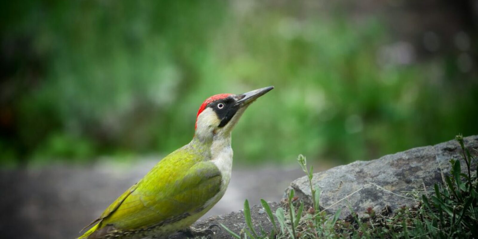 vidar-nordli-mathisen-LlM0wsVbnYw-green woodpecker