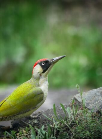 vidar-nordli-mathisen-LlM0wsVbnYw-green woodpecker